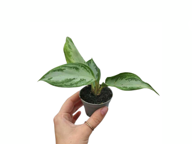 Aglaonema Queen "Chinese Evergreen"