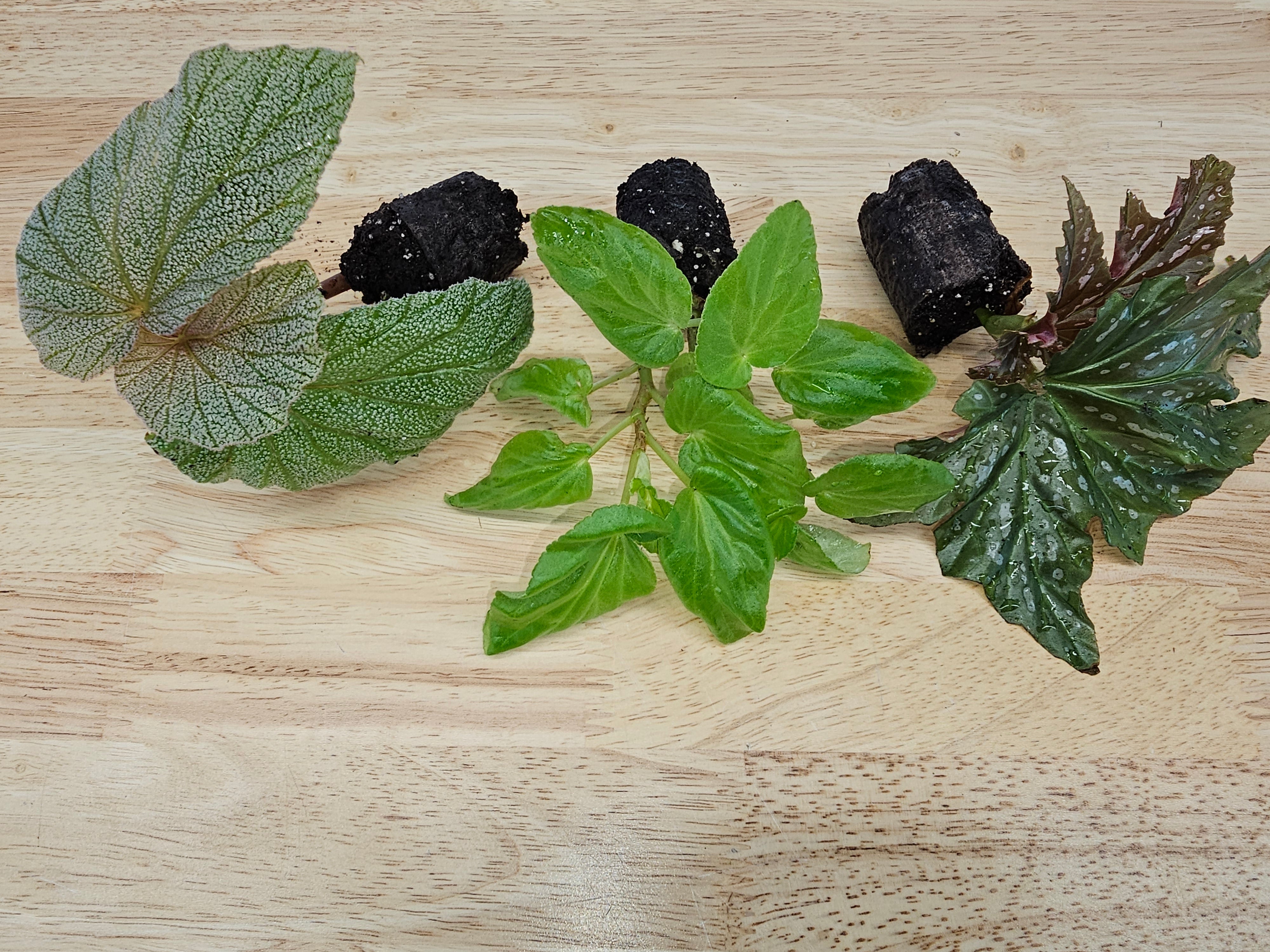 Angel Wing Begonia Assorted Starter Plant Bundle