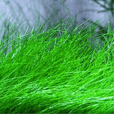 5 X Dwarf Hairgrass (Eleocharis Parvula)