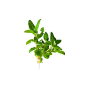 10X Staurogyne Repens Clumps