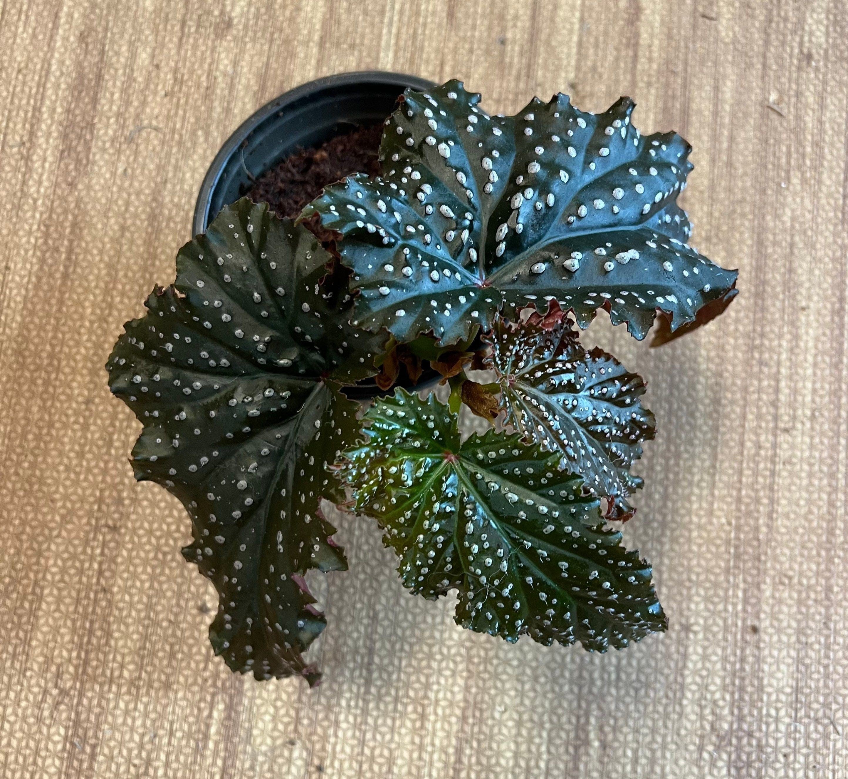 Angel Wing Begonia Miss Mummy Rooted Starter Plant