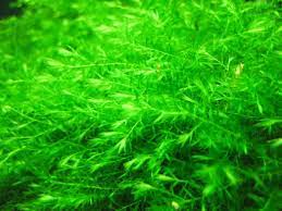 Willow Moss Fontinalis Antipyretica Portion
