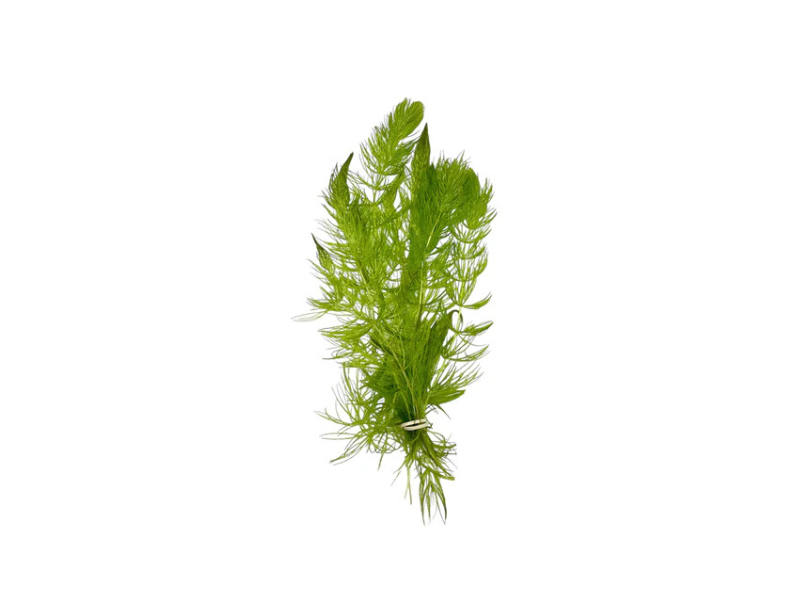 3 Pack Hornwort Bundle