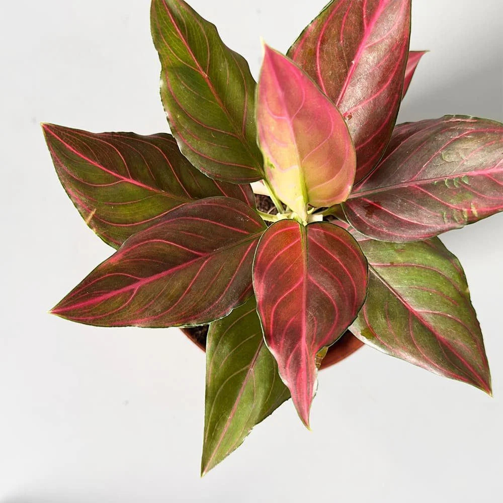 Aglaonema Red Vein Rooted Starter Plant