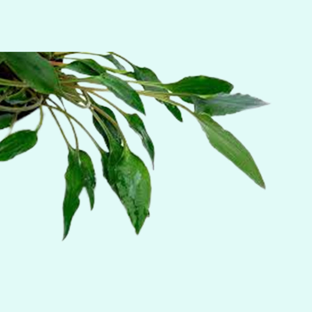 Cryptocoryne Crypt (Undulata)