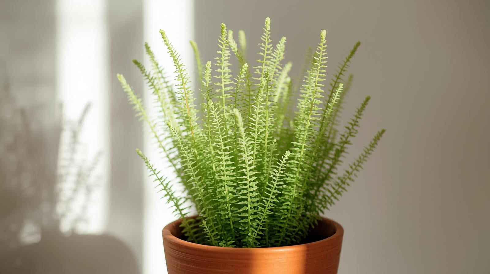 Anacharis Egeria Densa