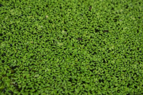 Duckweed (Lemma Minor)