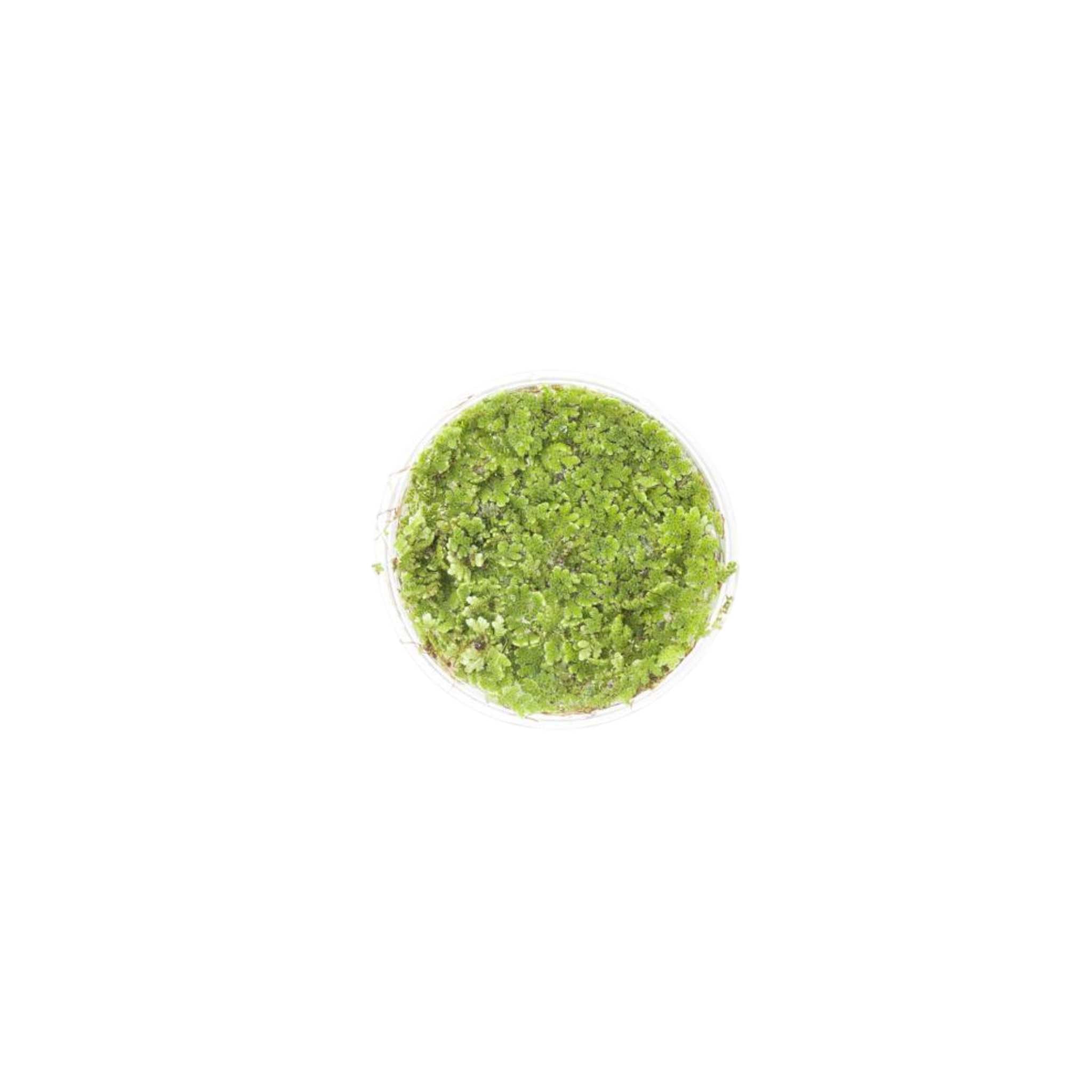 Azolla Filiculoides "Fairy Moss"
