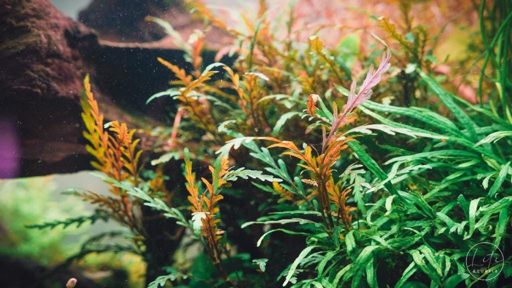 Low Light Aquarium Plant Bundle