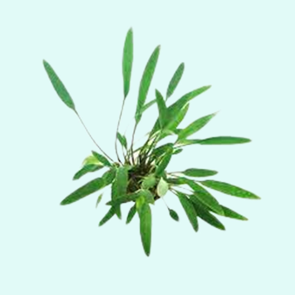 Cryptocoryne Crypt Lucens