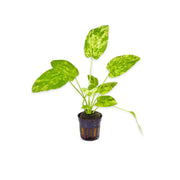 Marble Queen Sword Echinodorus Cordifolius