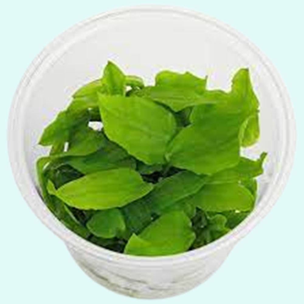 Lagenandra Meeboldii