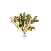 Ammania Senegalensis