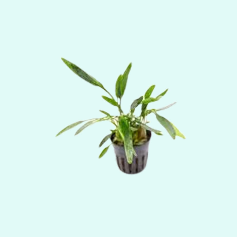 Cryptocoryne Crypt Lucens