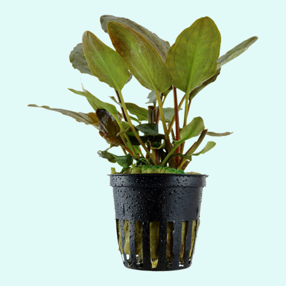 Lagenandra Meeboldii