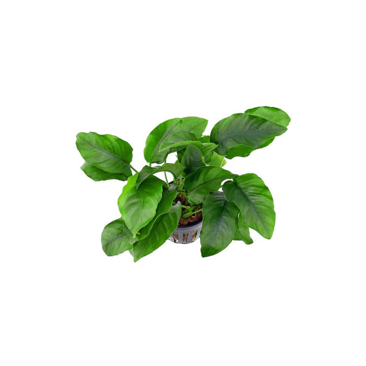 Anubias Barteri