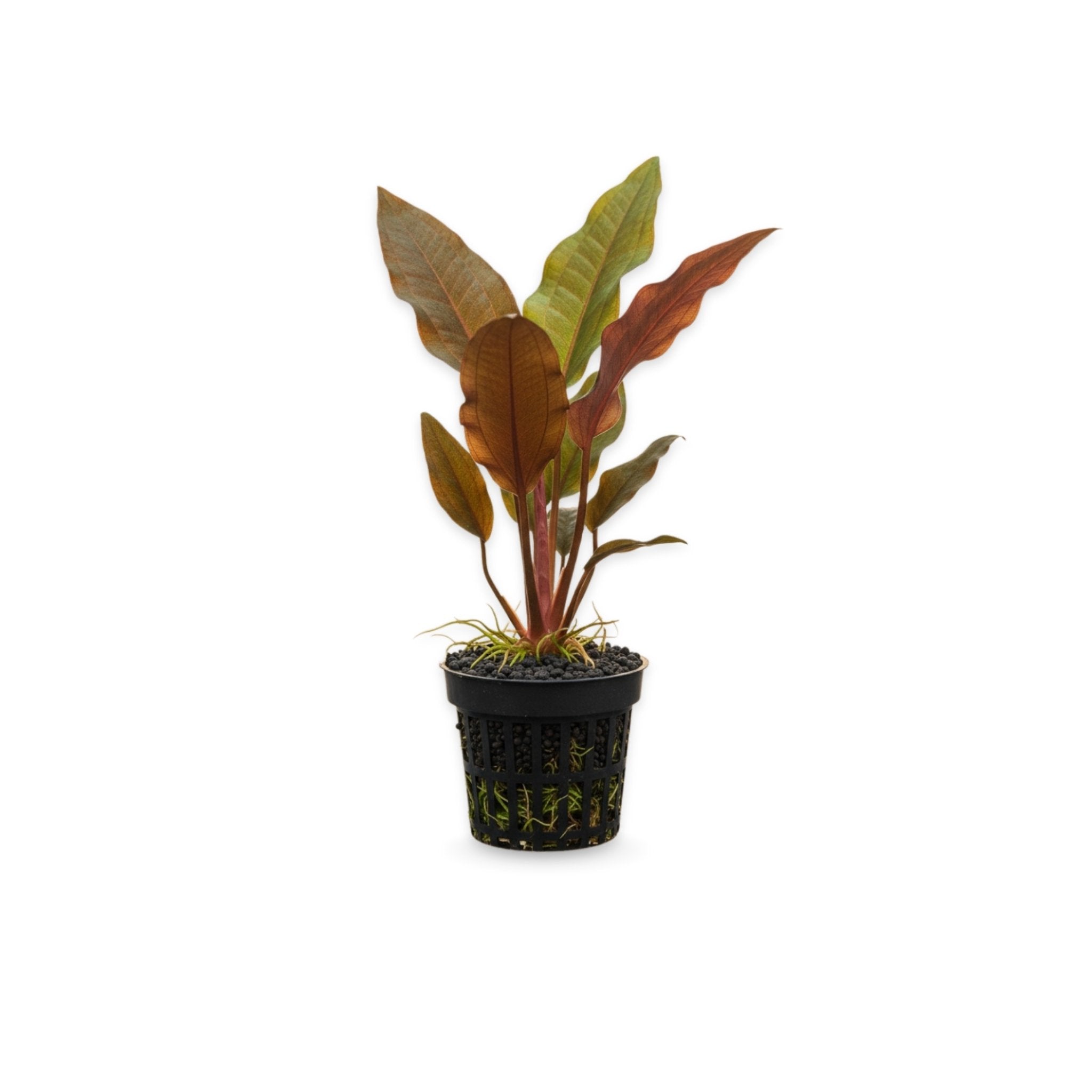 Indian Red Amazon Sword (Echinodorous)