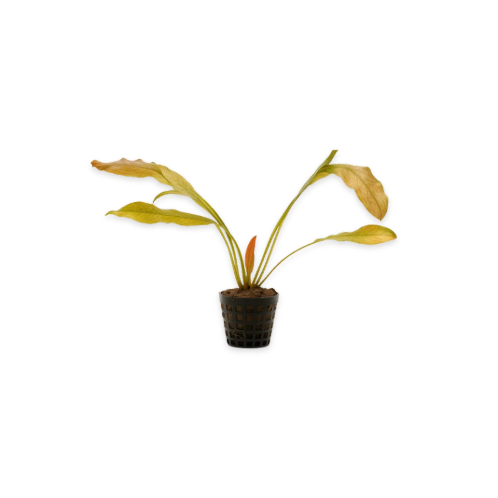 Indian Red Amazon Sword (Echinodorous)