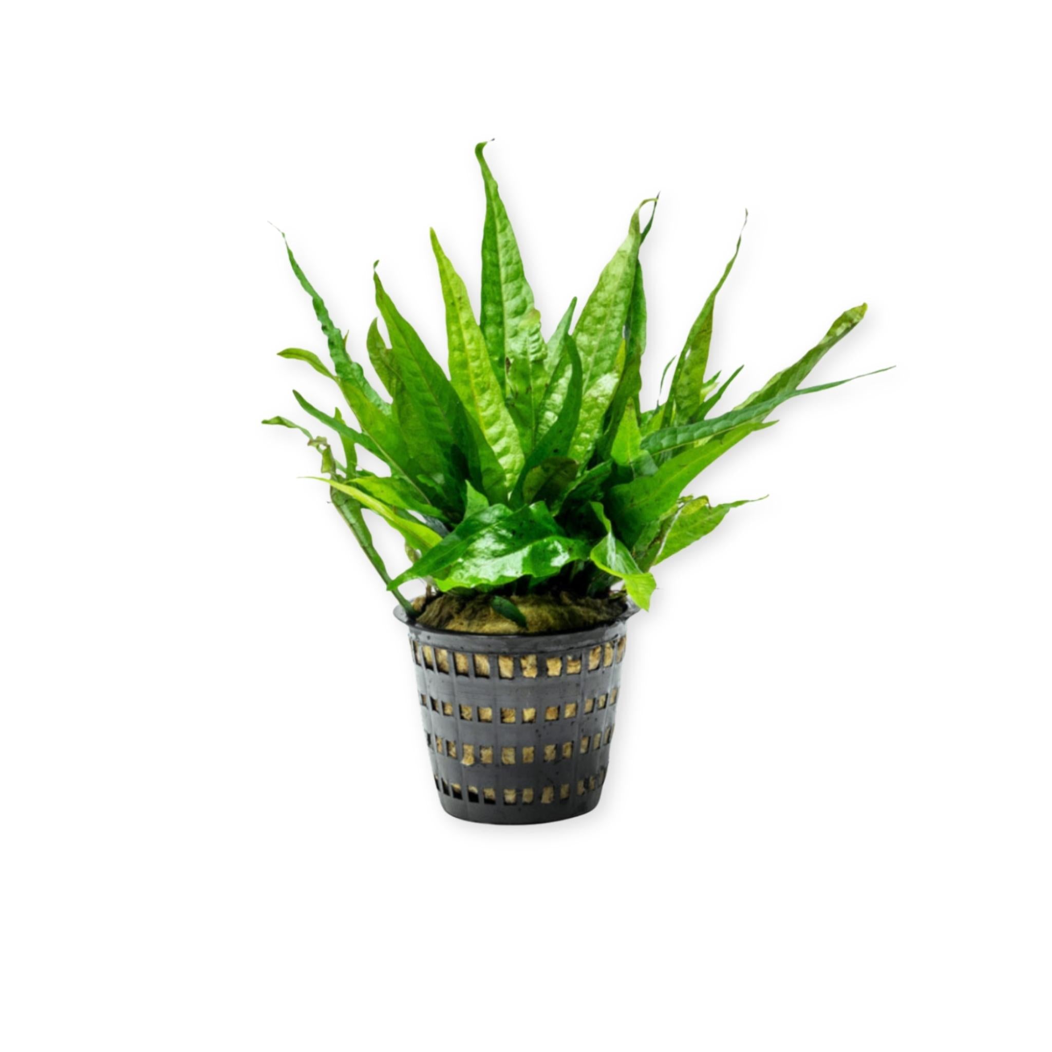 Java Fern Microsorum