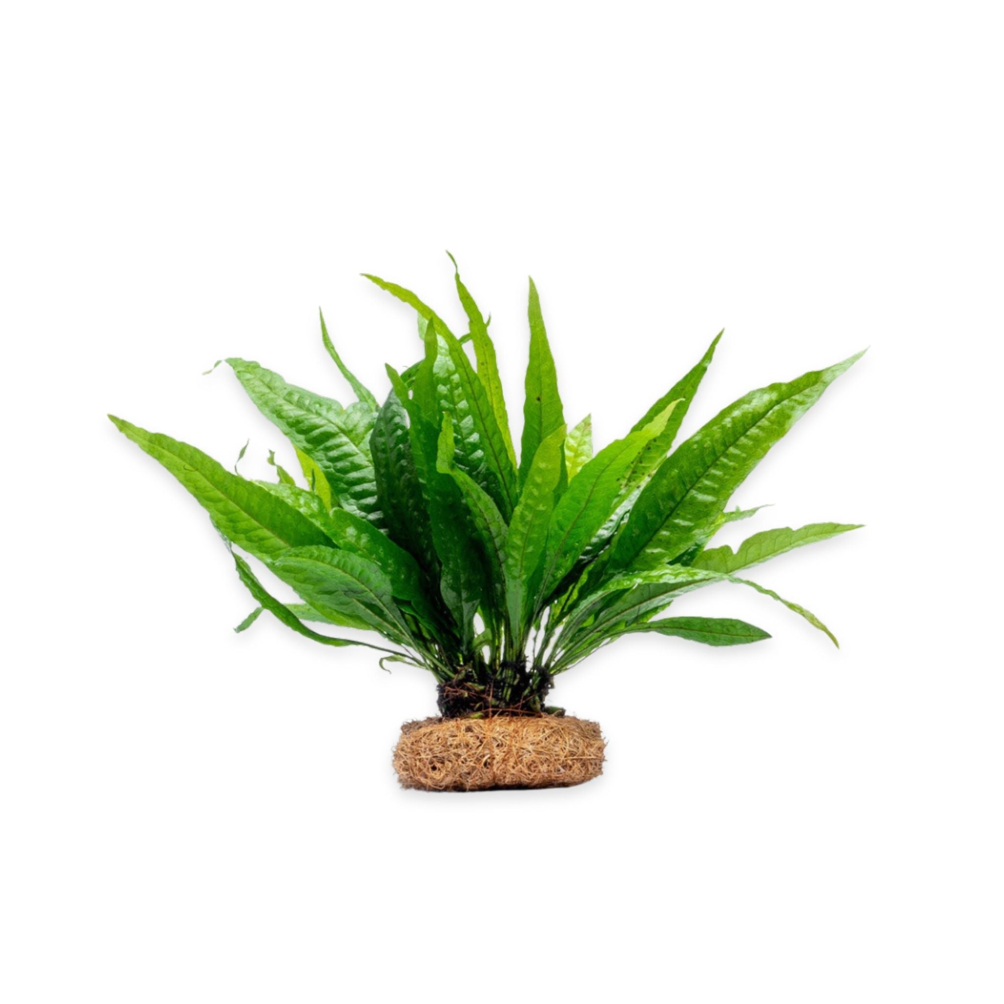 Java Fern Mat (Microsorum Pteropus) on Mat
