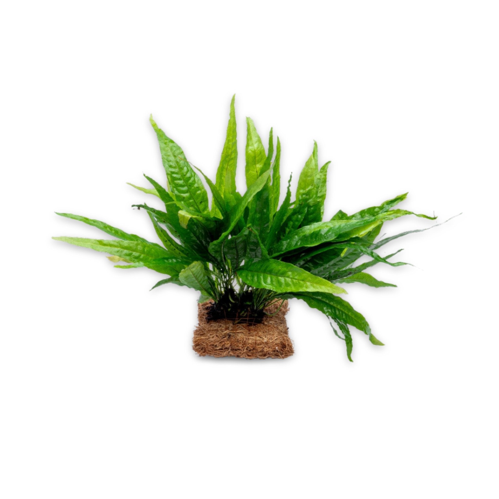 Java Fern Mat (Microsorum Pteropus) on Mat