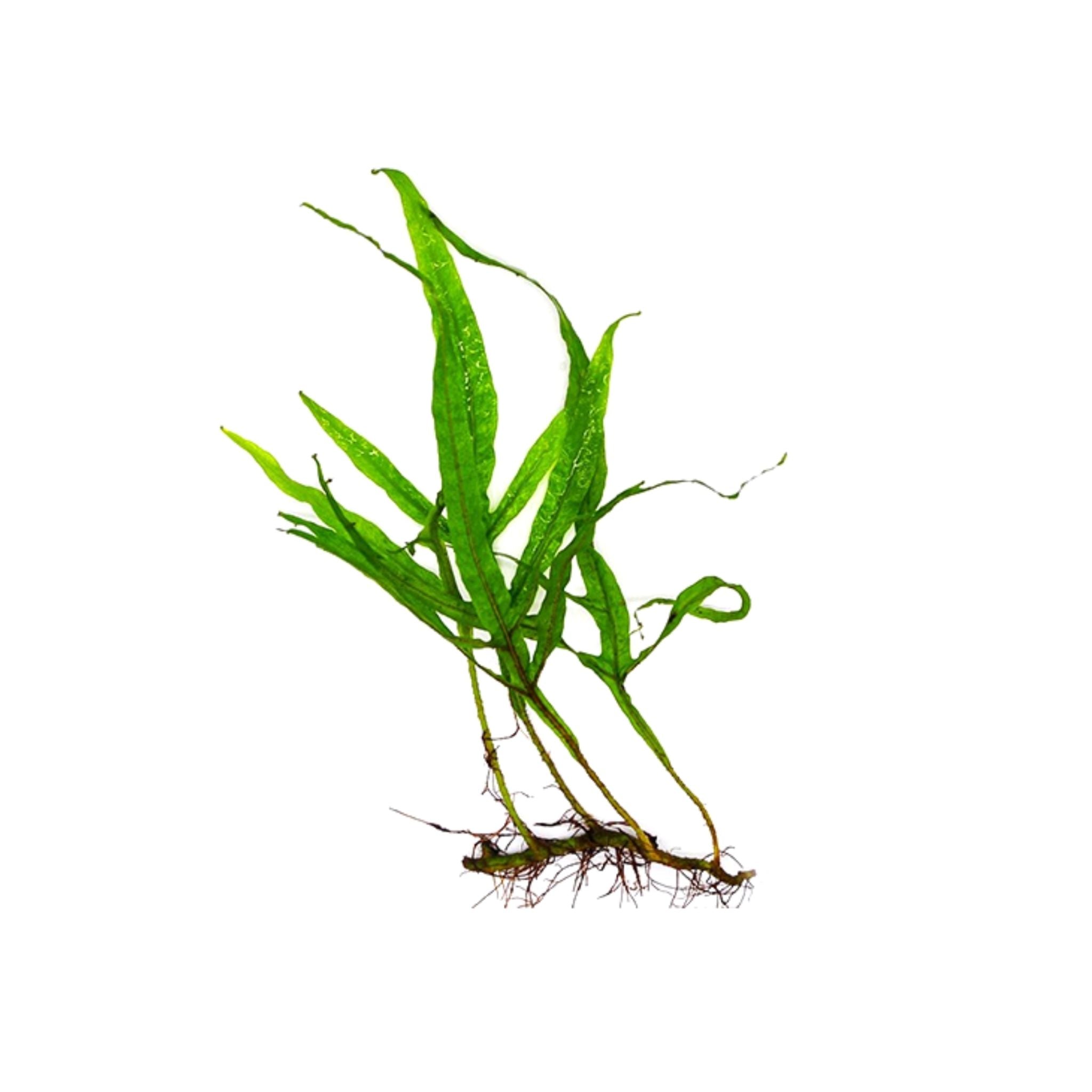 Java Fern Microsorum