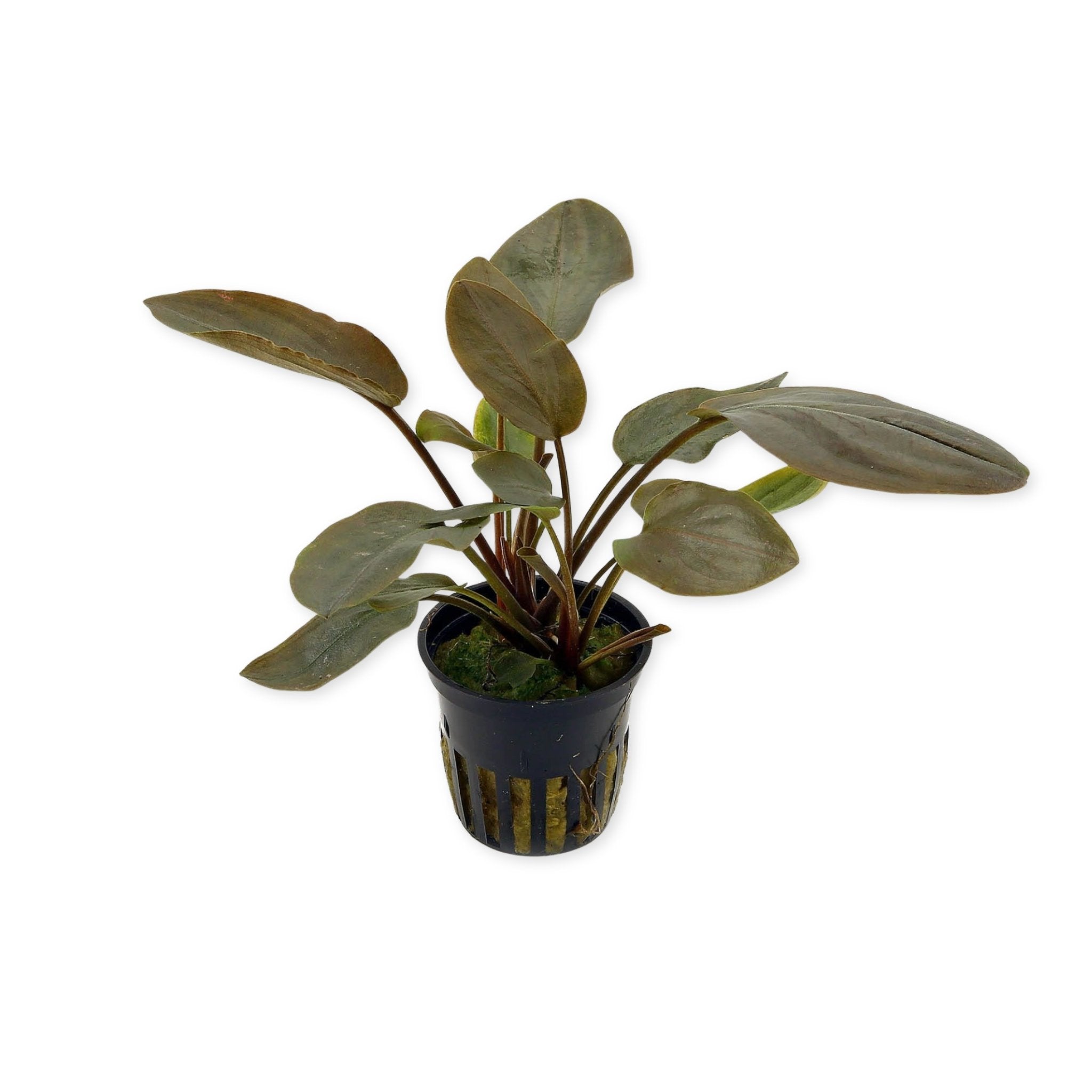 Lagenandra Meeboldii