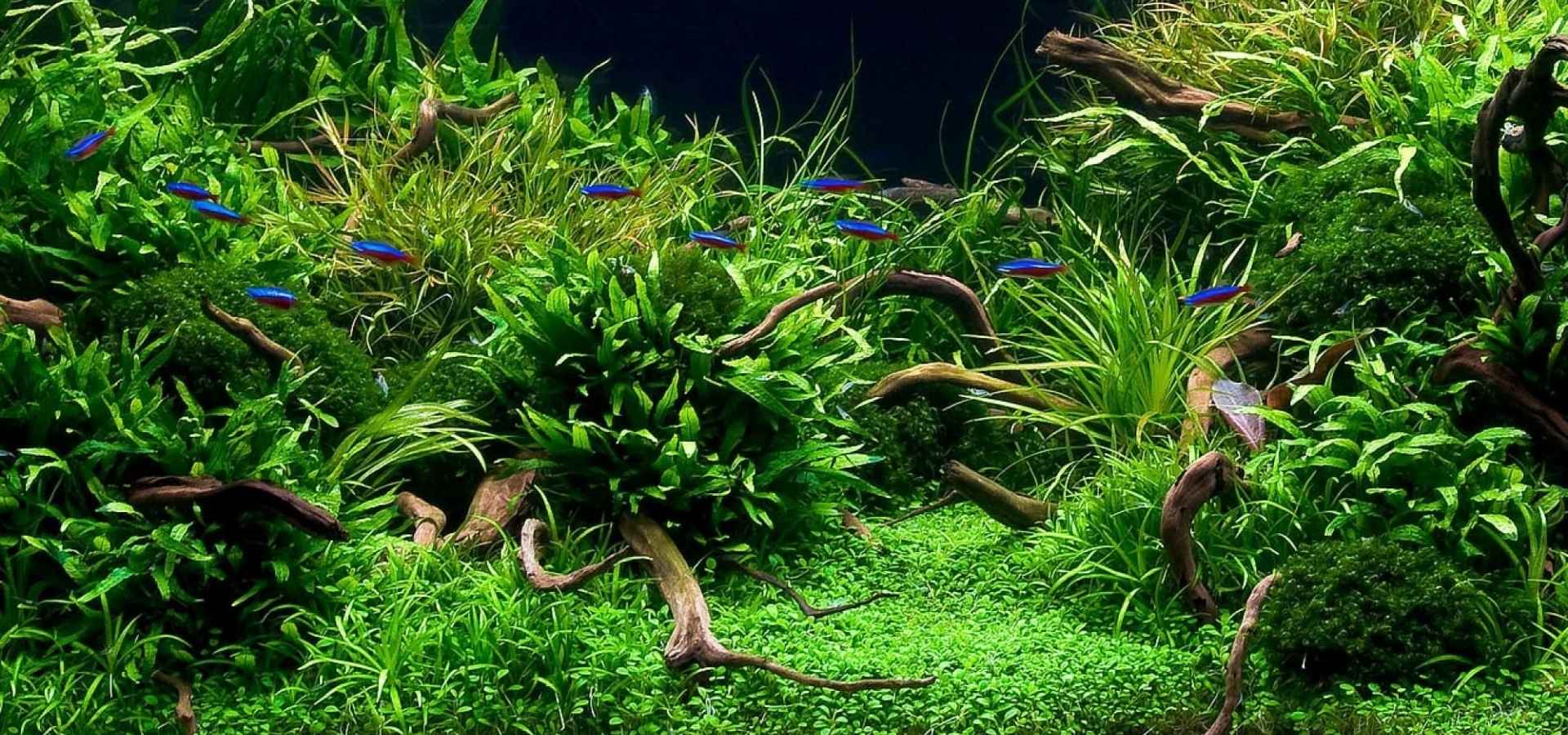 The Aquatic Plant House