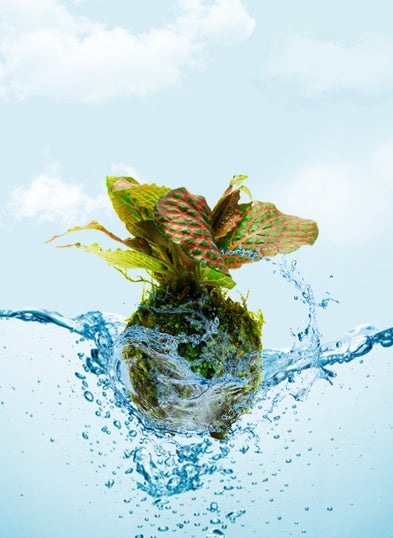 The Aquatic Plant House