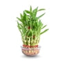 The Aquatic Plant House