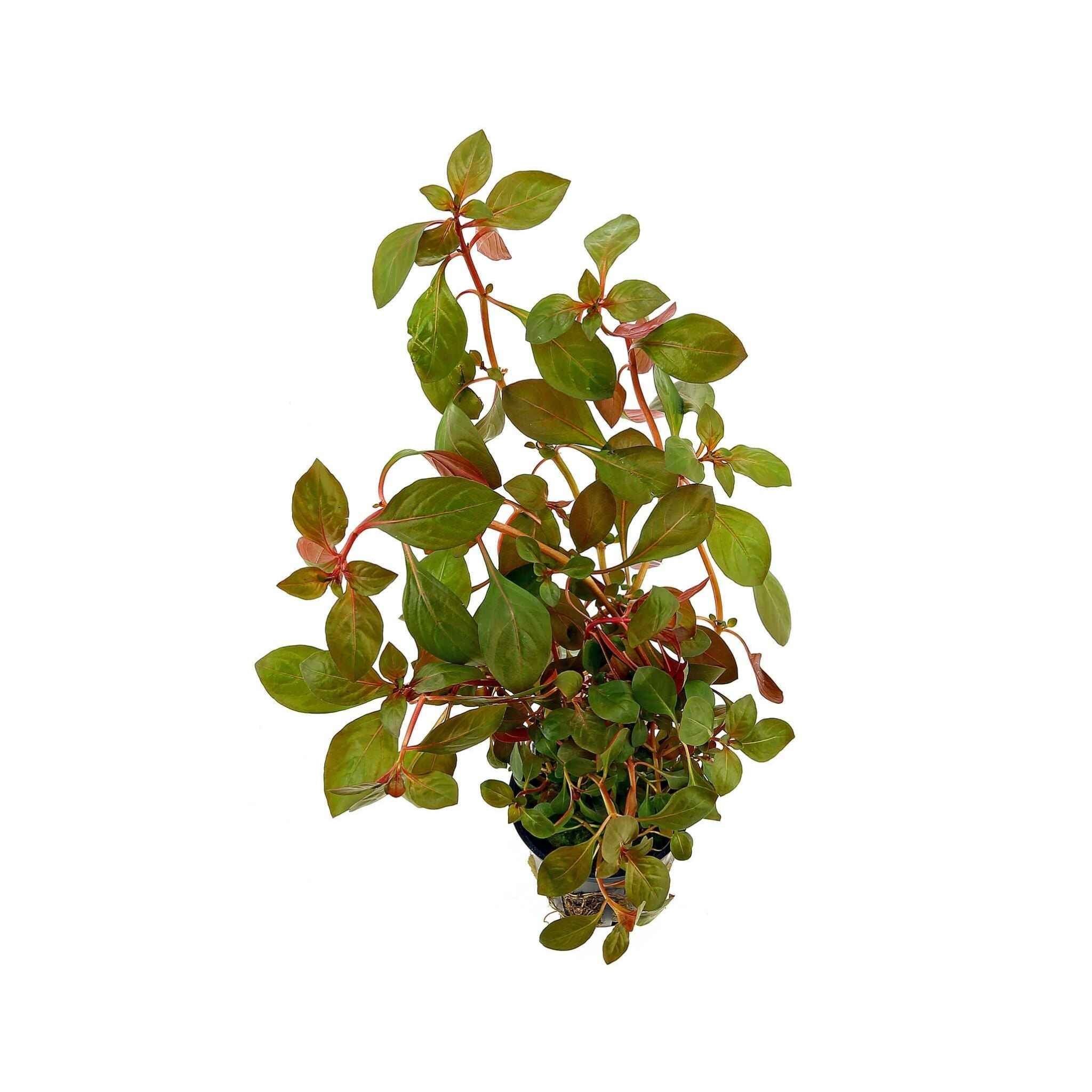 Ludwigia Repens (Rubin)
