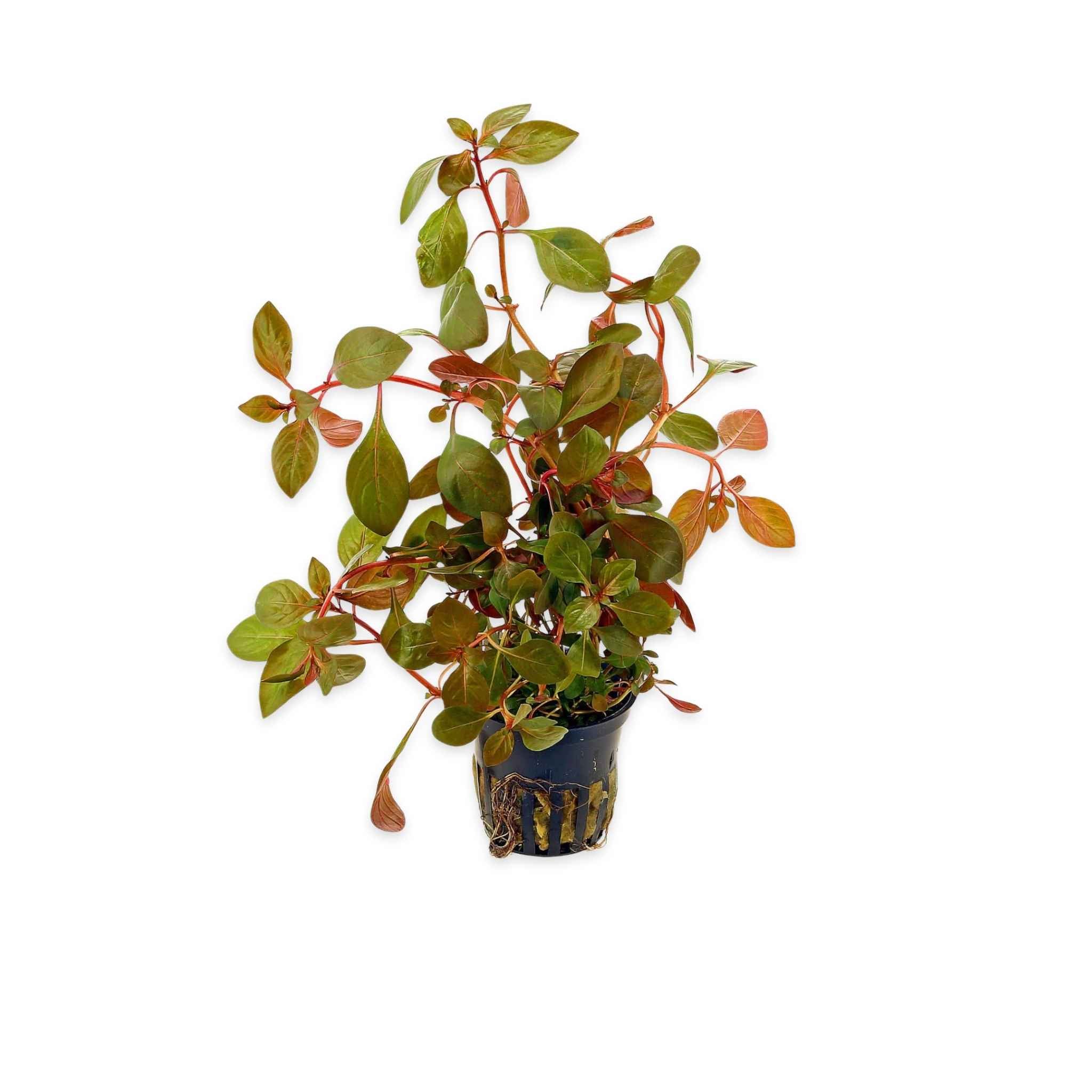 Ludwigia Repens (Rubin)