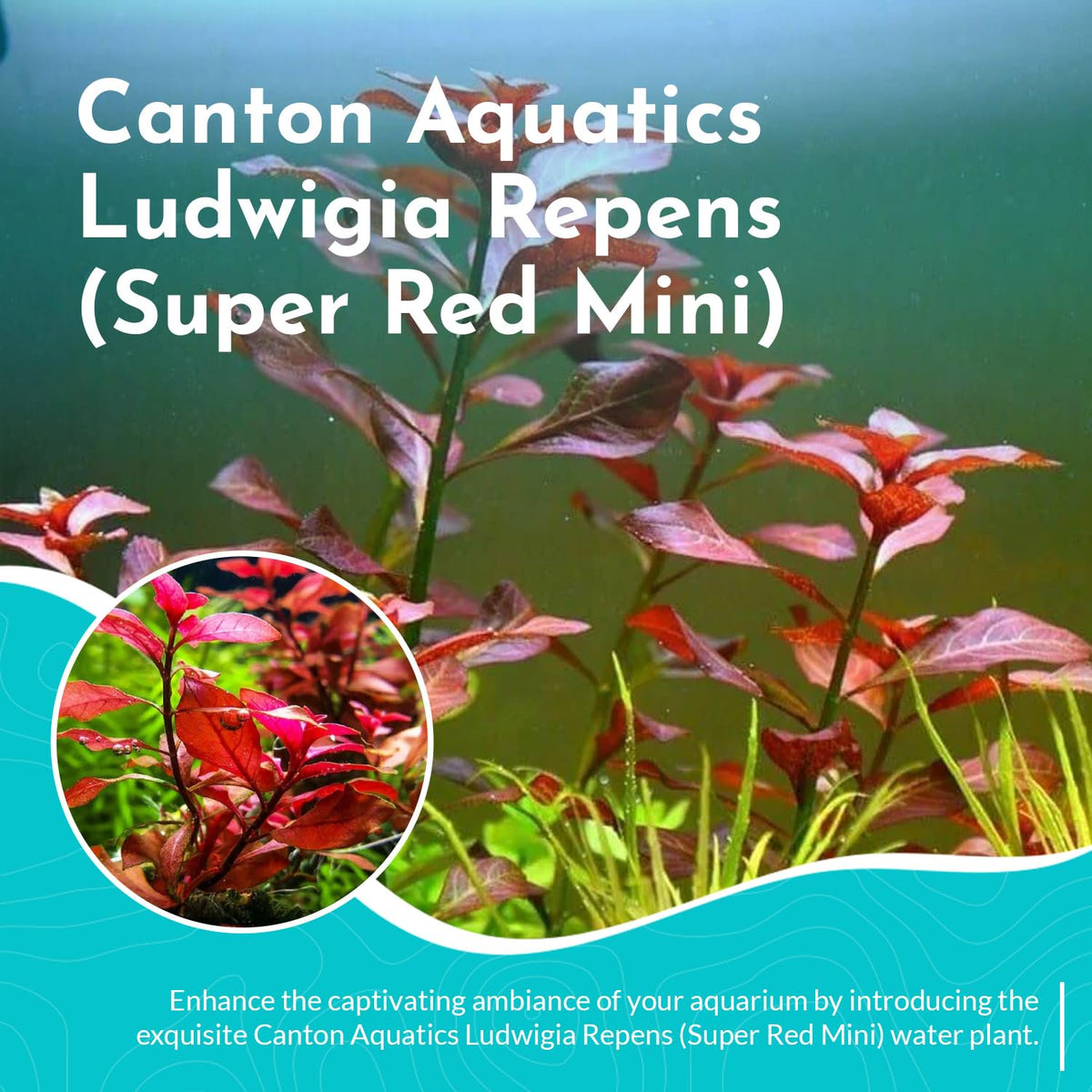 Ludwigia Repens Super Red Mini