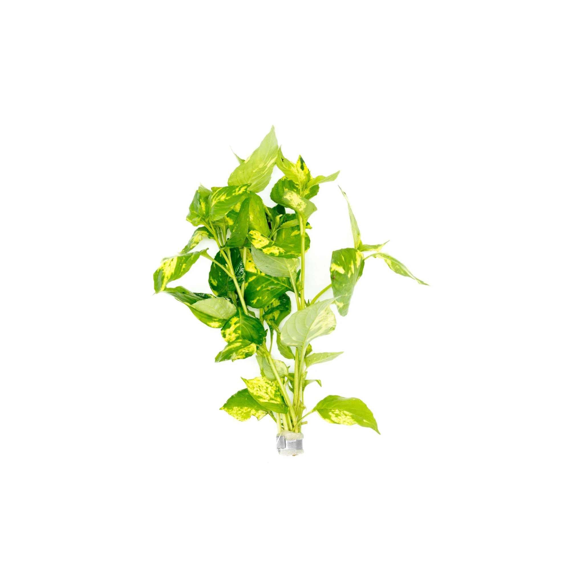 Hygrophilla Corymbosa "Varigated" Marble Temple Plant