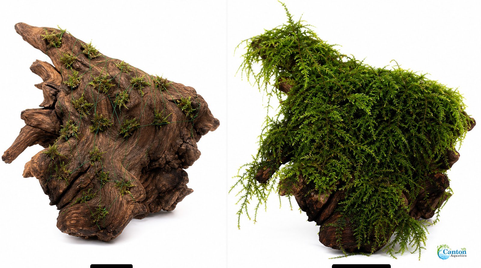 5 Java Moss Portions Taxiphyllum Barbieri