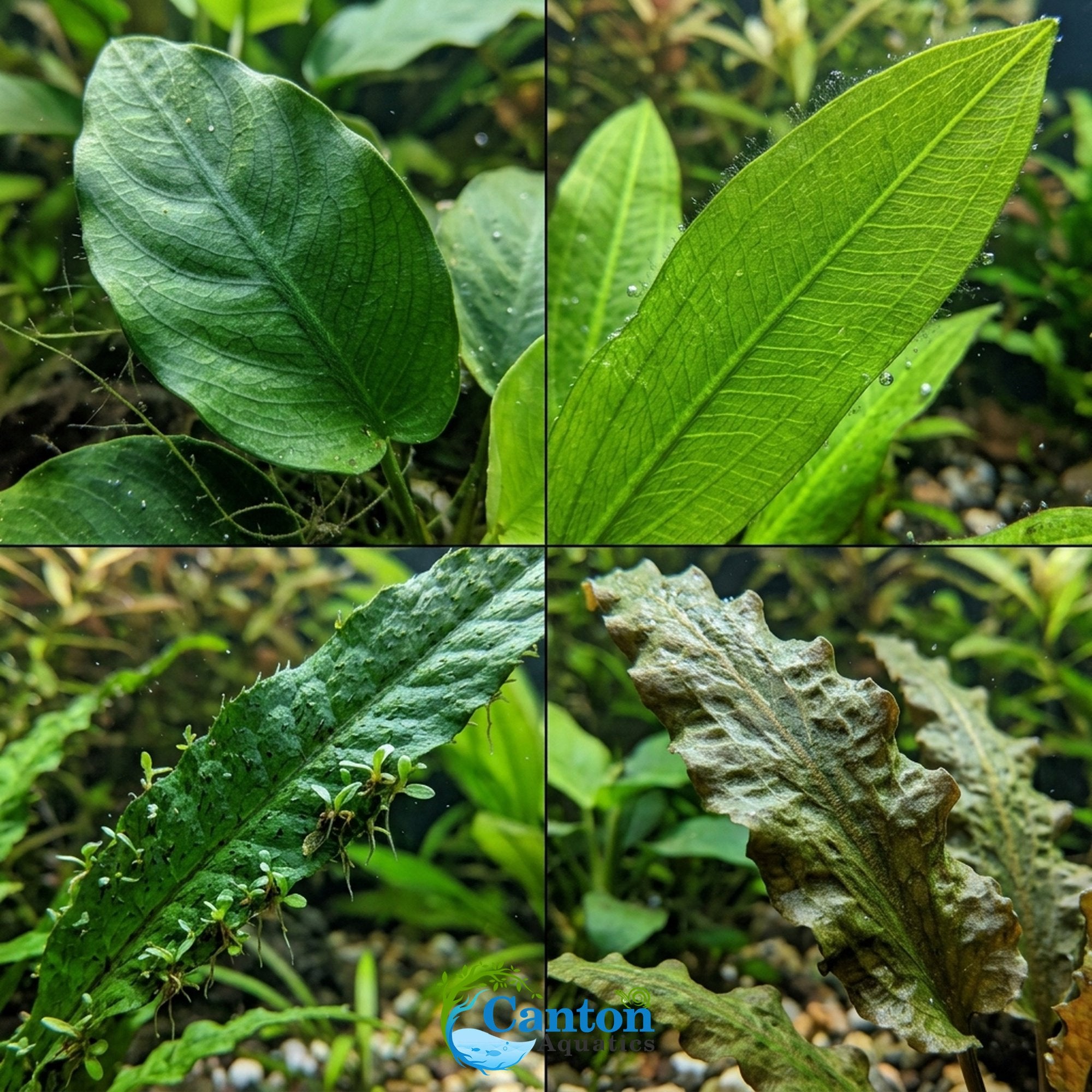 Live Aquarium Plants Essential Bundle - 4 Plants