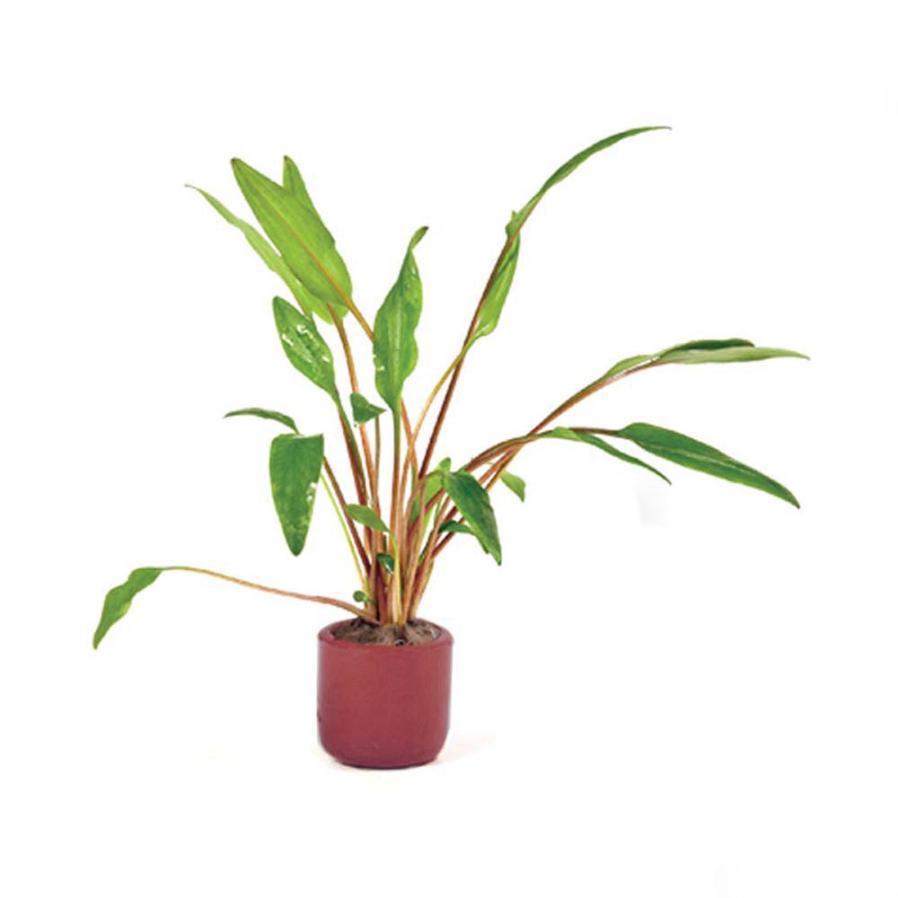 Cryptocoryne Crypt Lutea
