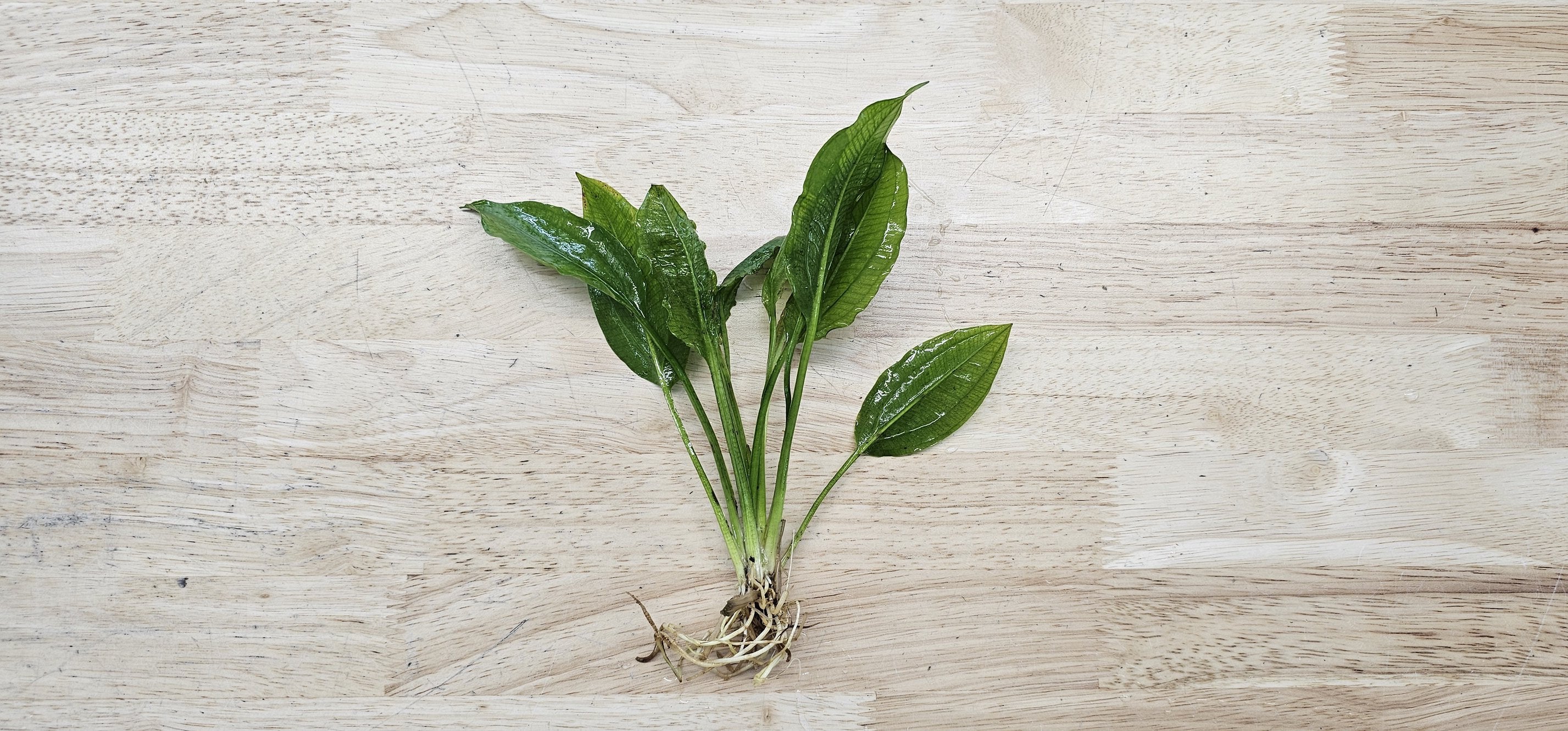 Amazon Sword Large Bare Root 10+ Inches
