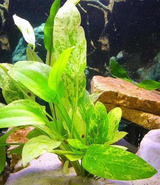Marble Queen Sword Echinodorus Cordifolius