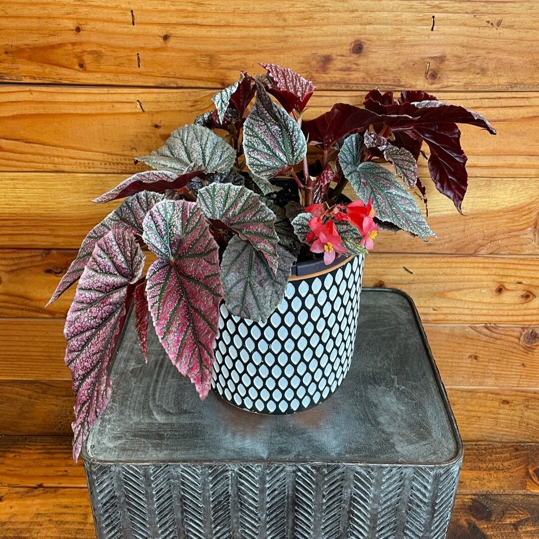 Angel Wing Begonia Miss Mummy Rooted Starter Plant