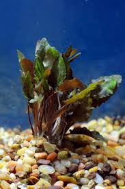 Cryptocoryne Wendtii Brown