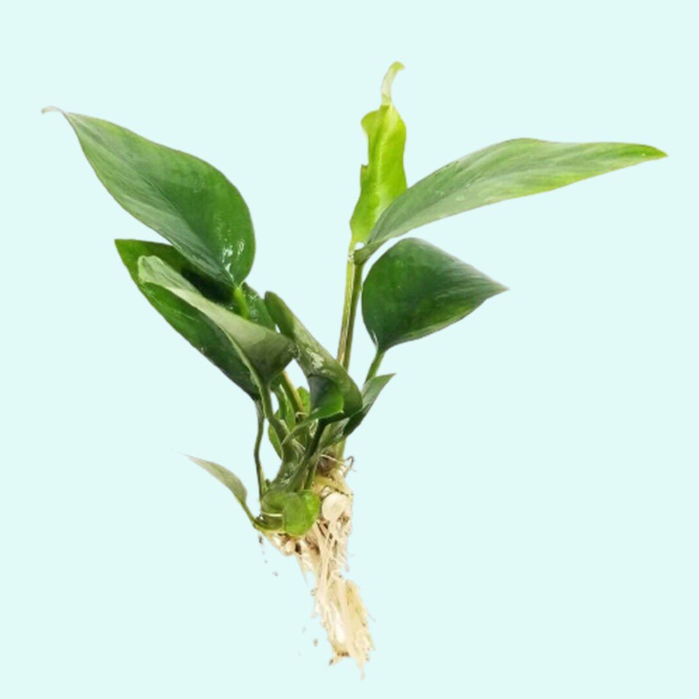 Anubias Nancon