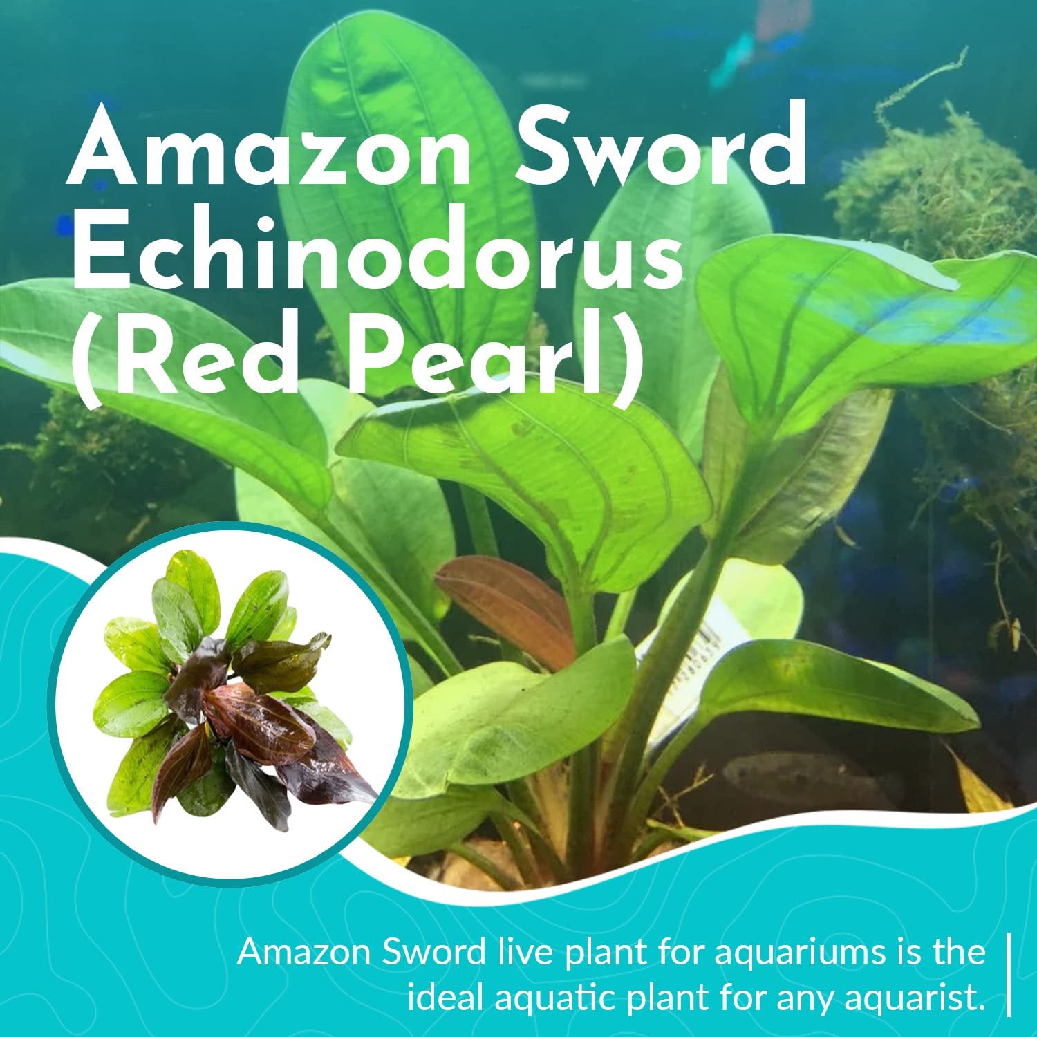 Amazon Sword Echinodorus (Red Pearl) Medium