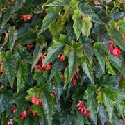 Angel Wing Begonia Lois Burke Rooted Starter Plant