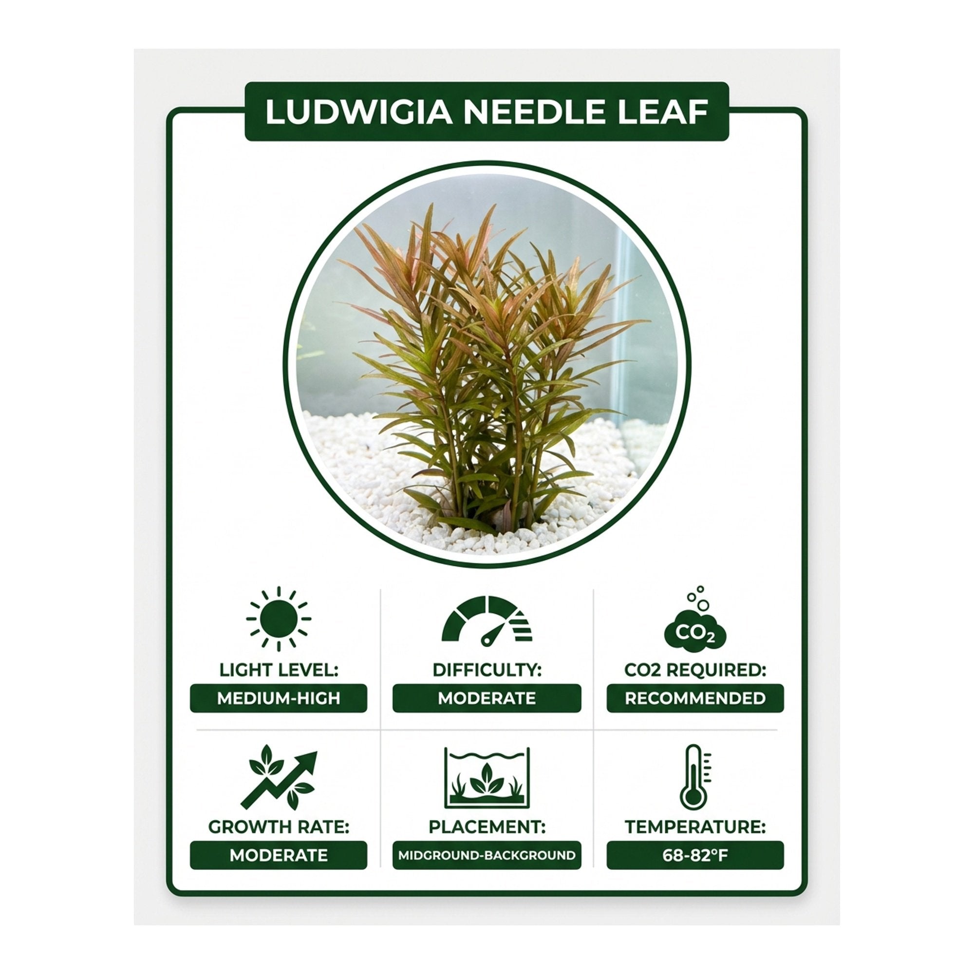 Needle Leaf Ludwigia Arcuata