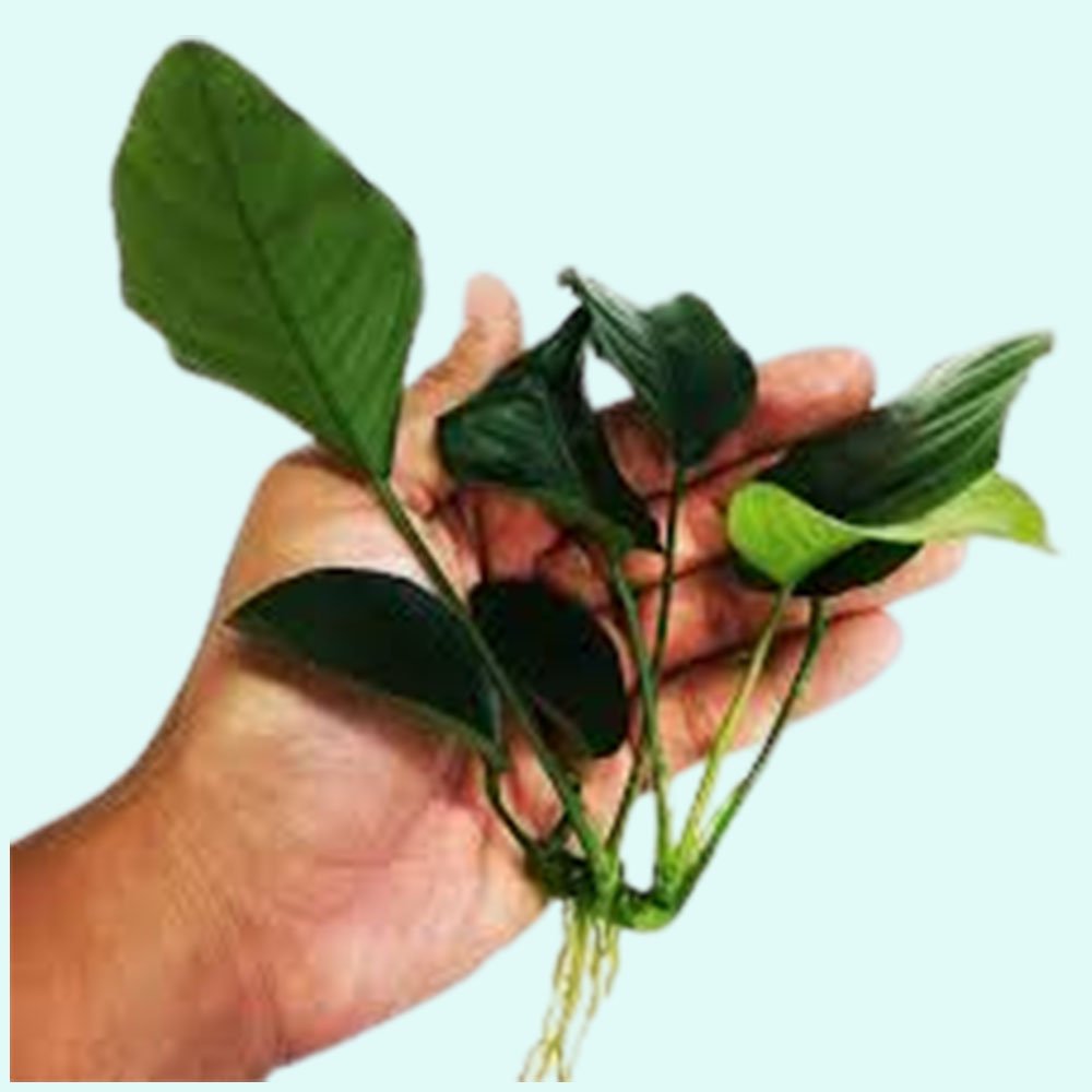 Anubias Barteri (Nana)