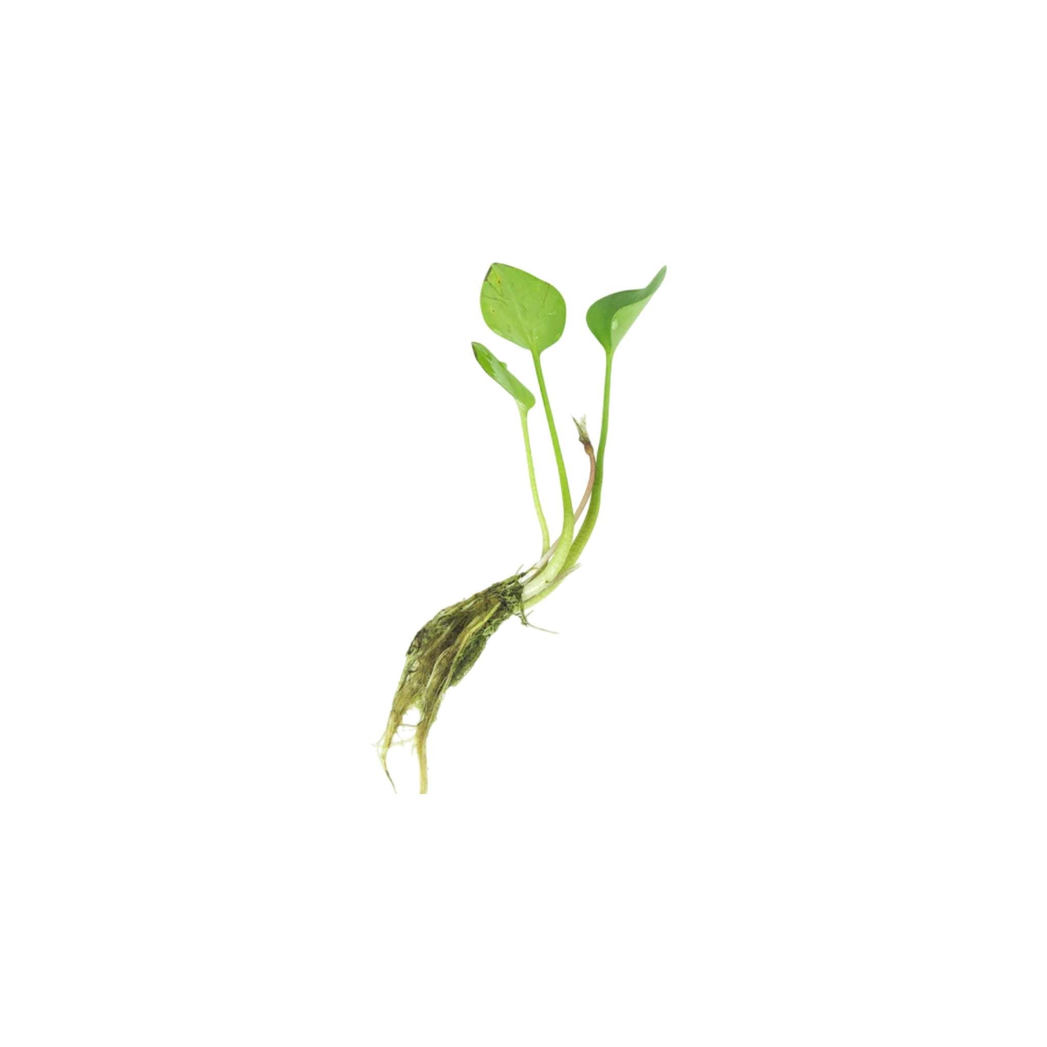 Frogbit (Limnobium Spongia)