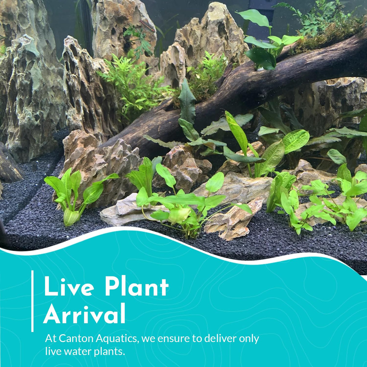 Cryptocoryne Wendtii Green