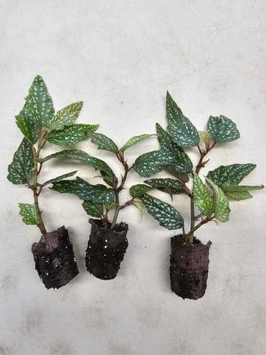 Angel Wing Begonia Medora Rooted Starter Plant