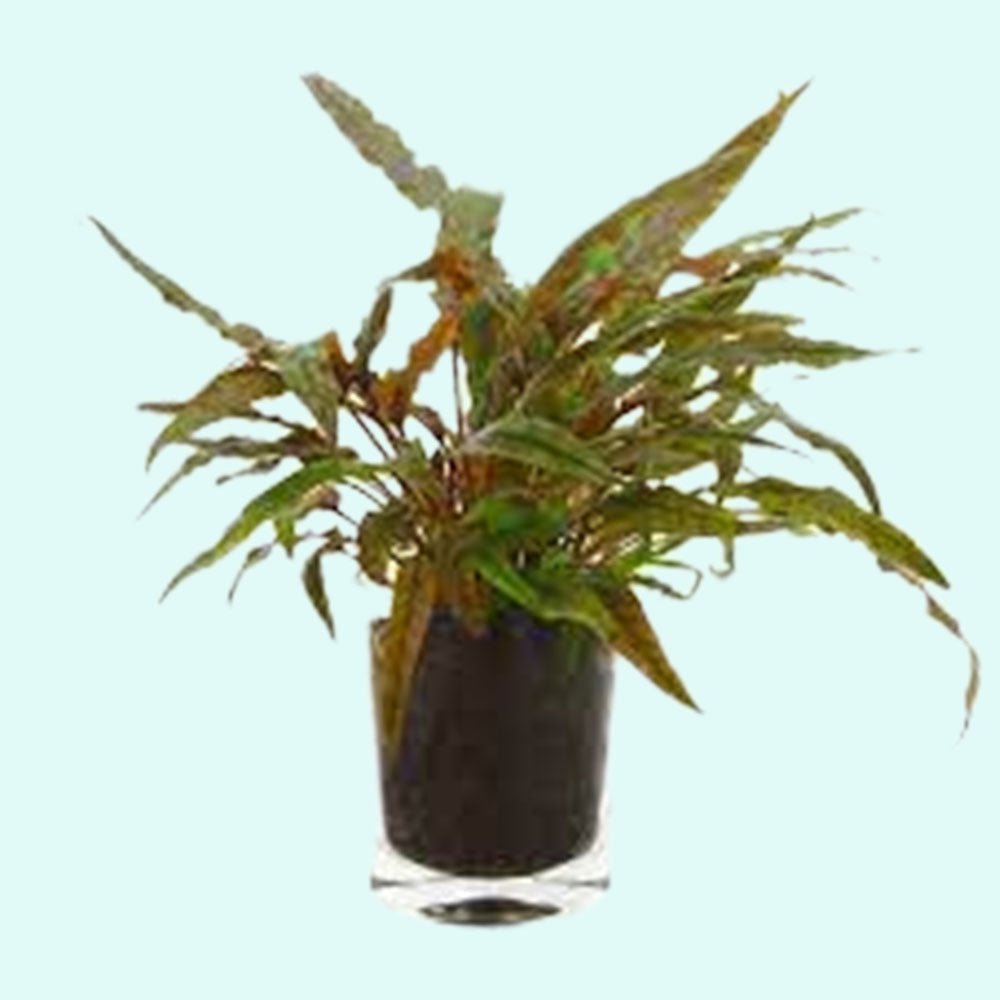 Cryptocoryne Crypt (Undulata)